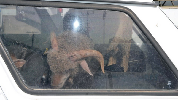 Çaldıkları 2 koyunu taşımak için 2 de otomobil çaldılar - Sputnik Türkiye