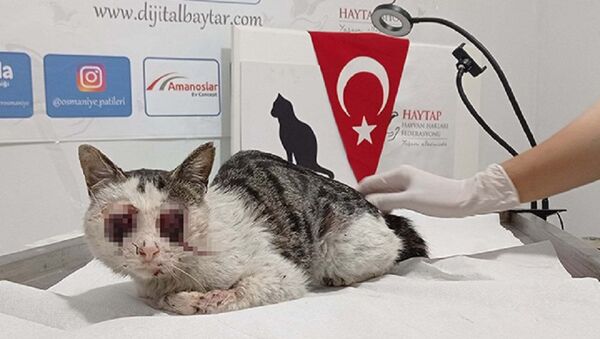 Kedinin gözlerini oydular - Sputnik Türkiye