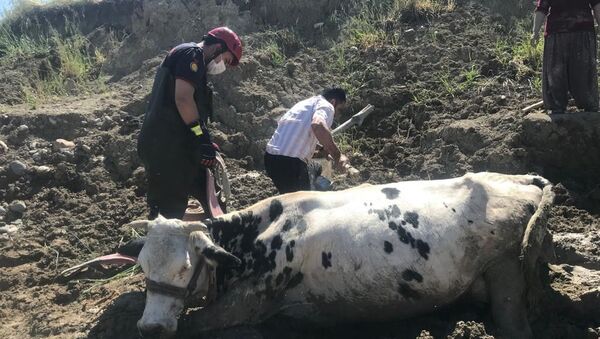Bataklığa saplanan inek vinç ile kurtarıldı - Sputnik Türkiye