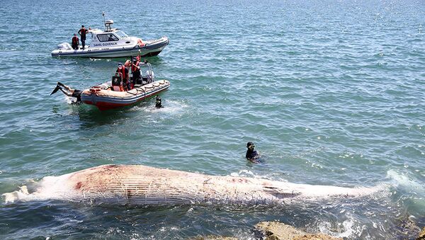 Mersin sahiline 8 metrelik oluklu balina vurdu - Sputnik Türkiye