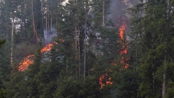 Artvin'de orman yangını - Sputnik Türkiye