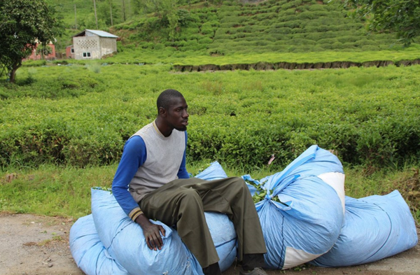 Afrikalı işçiler bu yıl da çay hasadında - Sputnik Türkiye