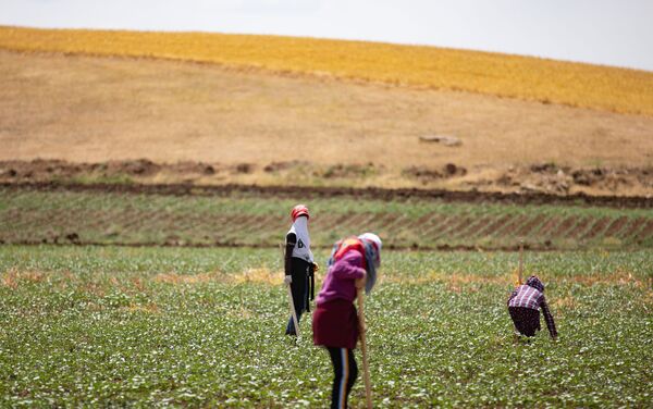 Diyarbakır’da, tarlada çapa yaparak geçimleri sağlayan tarım işçileri, eve ekmek götürme telaşında.  - Sputnik Türkiye