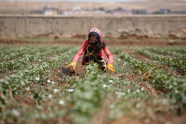 Kadın, çocuk, genç pamuk tarlasında çapa yaparken, herkesin aklında yevmiyelerin bu yıl ne kadar olacağı sorusu var. - Sputnik Türkiye