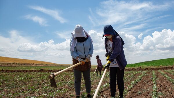 Sputnik’e konuşan işçilerin sorumlusu İhsan Yavuz, kuraklığın çiftçileri de tarım işçilerini de olumsuz etkilediğini söylüyor.  - Sputnik Türkiye