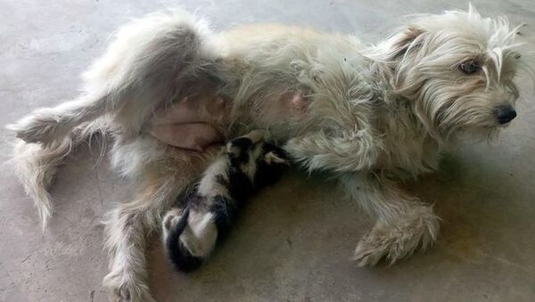 Annesinin terk ettiği yavru kediyi Latte isimli köpek emziriyor - Sputnik Türkiye