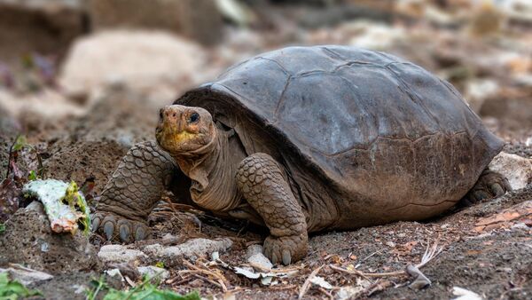 Galapagos Adaları'nda soyunun tükendiği sanılan Chelonoidis phantasticus kaplumbağa türünün hayattaki bir üyesi  - Sputnik Türkiye