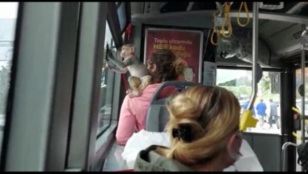 İETT otobüsündeki maymun - Sputnik Türkiye