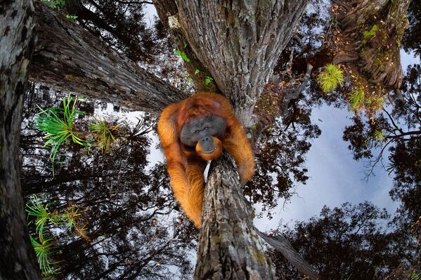 Büyük ödülü, ‘The World is Going Upside Down’ adlı çalışmasıyla Kanadalı fotoğrafçı Thomas Vijayan kazandı. Fotoğrafın başkahramanı, nesli tükenmekte olan Bornea orangutanı. İlk bakışta, arka planda gökyüzü var gibi görünse de yakından bakıldığında bunun ağaçlar altındaki suda bir yansıma olduğu anlaşılıyor. - Sputnik Türkiye