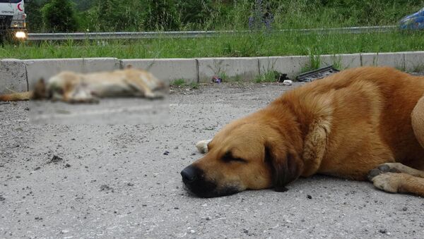 Köpek, kazada ölen arkadaşının yanından ayrılmadı - Sputnik Türkiye