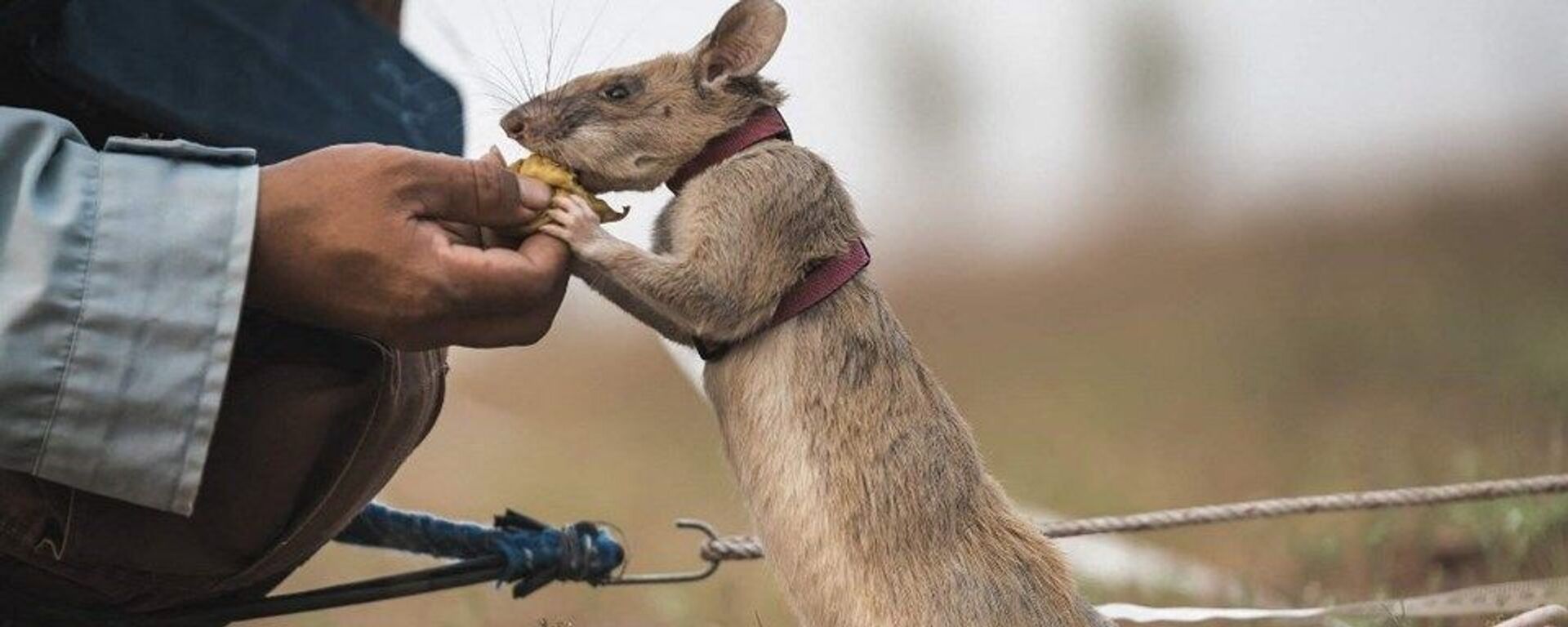 Mayın avcısı fare Magawa - Sputnik Türkiye, 1920, 06.06.2021