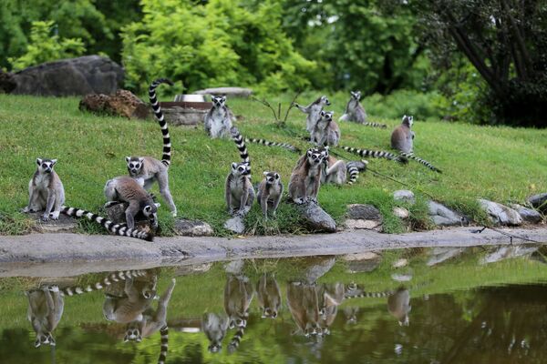 Bursa Büyükşehir Belediyesi Hayvanat Bahçesi’nde lemurların 4 yavrusu oldu.  - Sputnik Türkiye