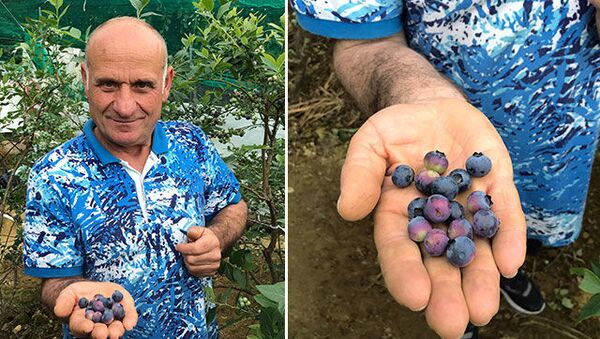 Trabzon'da denemek için ektiği yaban mersininden 100 bin lira gelir elde etti  - Sputnik Türkiye