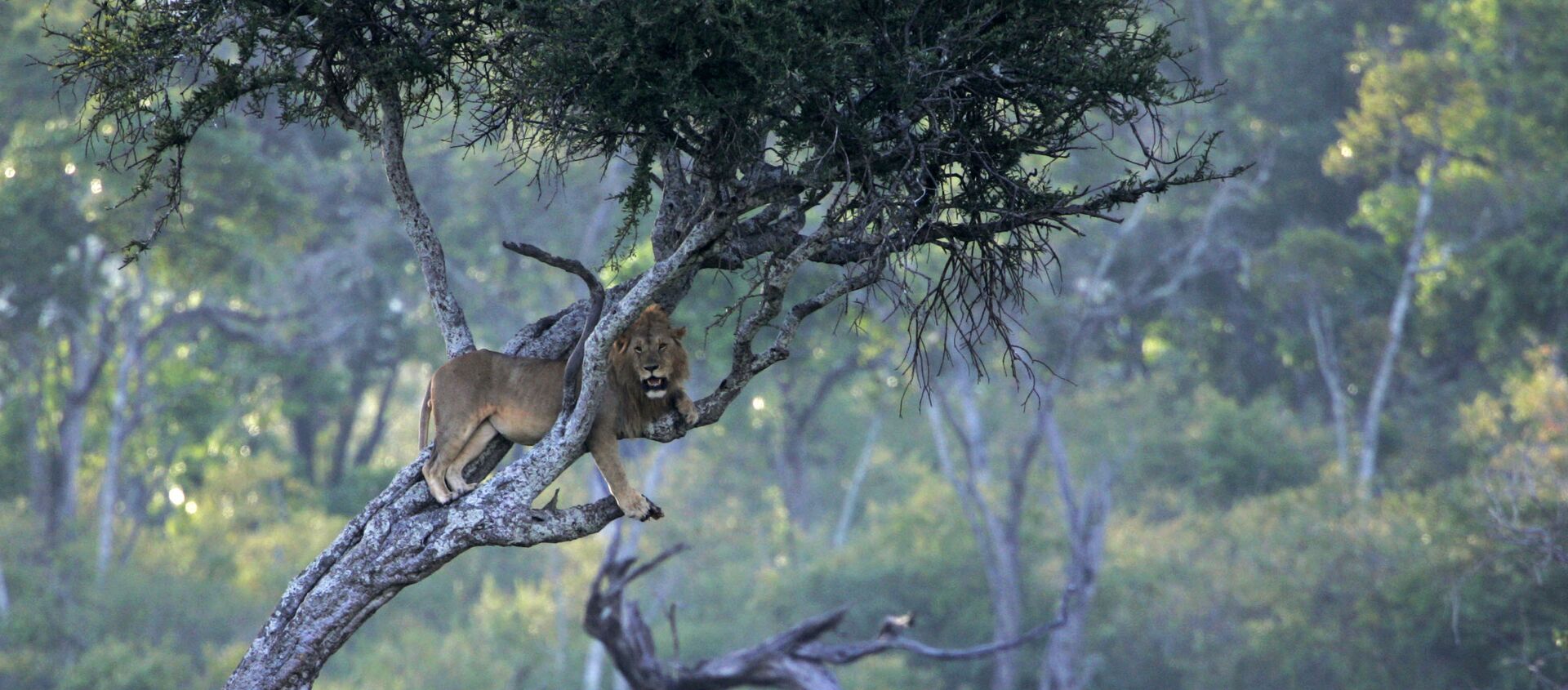 Aslan - Sputnik Türkiye, 1920, 18.06.2021