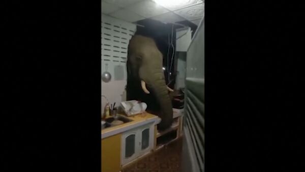 Tayland'da bir fil, duvarı yıkıp bir eve 'misafir oldu' - Sputnik Türkiye