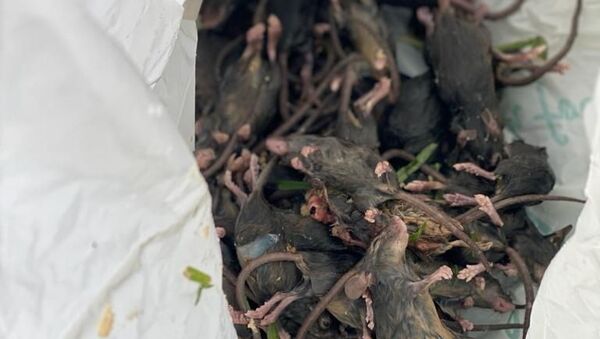 Avustralya'nın Yeni Güney Galler (NSW) eyaletindeki fare istilası sırasında öldürülen kemirgenler - Sputnik Türkiye
