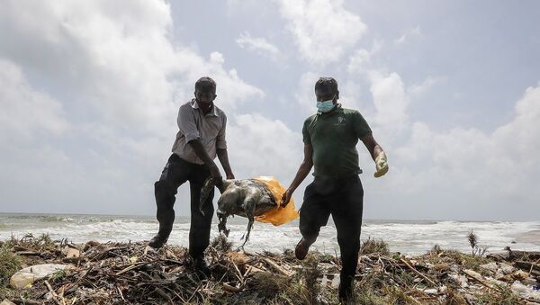 Sri Lanka'da gemi yangınından sonra ölü kaplumbağalar kıyıya vurdu - Sputnik Türkiye