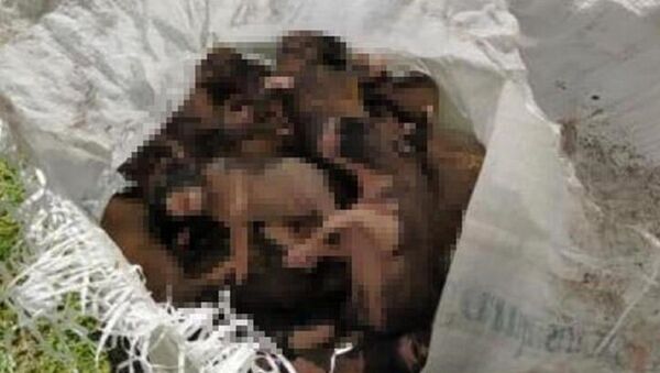 20 yavru köpeği çuvallara koyup dereye attılar - Sputnik Türkiye