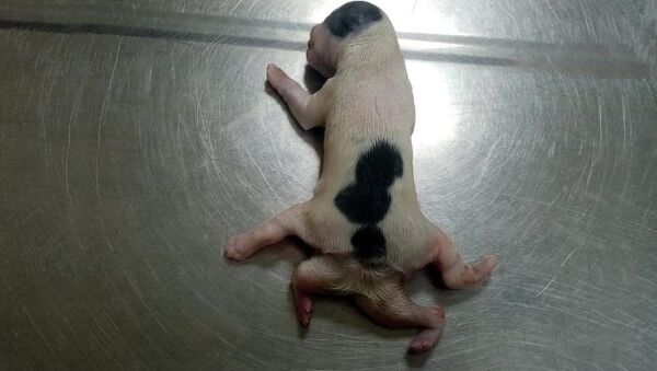 6 bacaklı doğan yavru köpek - Sputnik Türkiye