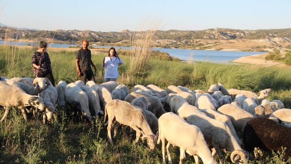 Almanya'dan dönüp çobanlık yapan aile - Sputnik Türkiye