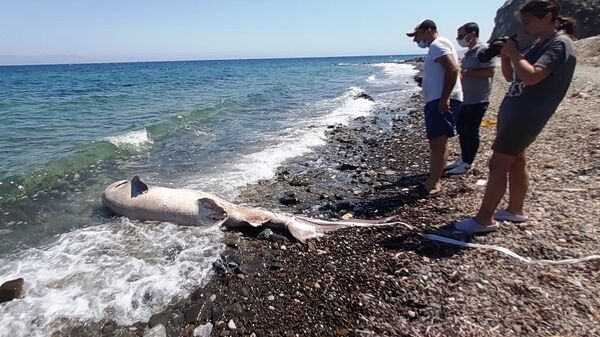 Datça’da ölü köpek balığı sahile vurdu - Sputnik Türkiye