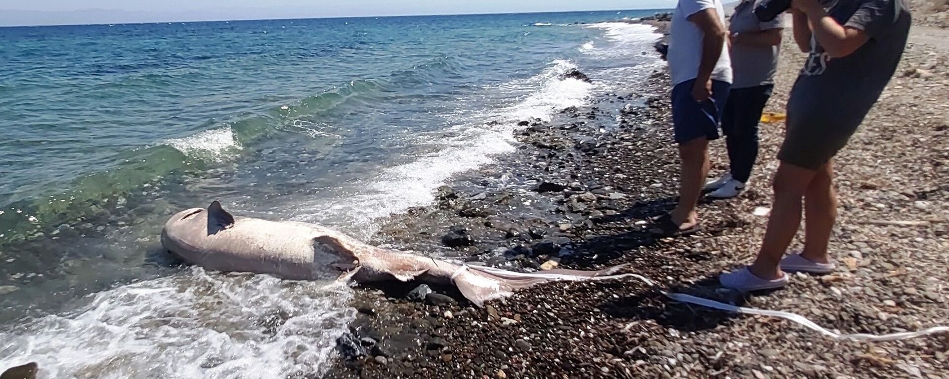 Datça’da ölü köpek balığı sahile vurdu - Sputnik Türkiye, 1920, 29.06.2021