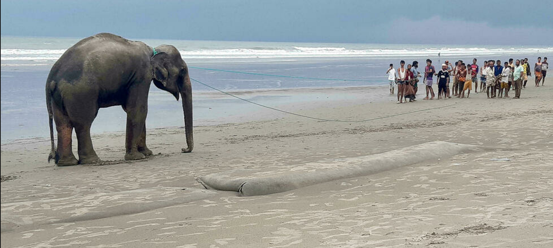 Elephants led to safety after Bangladesh beach ordeal - Sputnik Türkiye, 1920, 02.07.2021