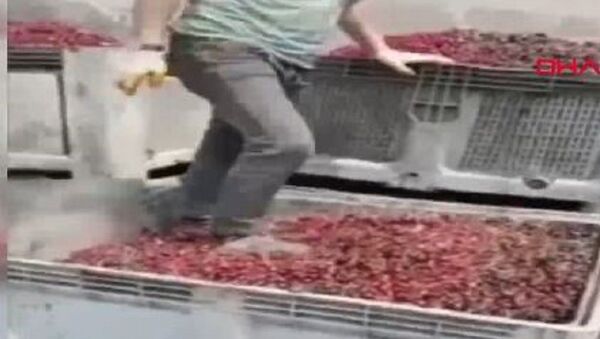 Meyve suyu yapılacak vişnelerin ayakkabıyla çiğnendiği görüntülere para cezası - Sputnik Türkiye