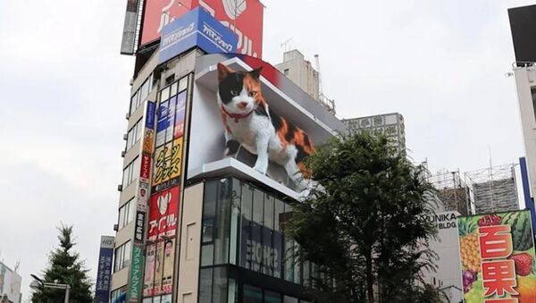 Shinjuku kedisi Tokyo - Sputnik Türkiye