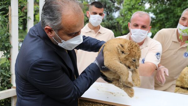 Bursa Büyükşehir Belediyesi Hayvanat Bahçesi'nde 3 yavru aslan dünyaya geldi - Sputnik Türkiye