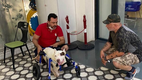 Şırnak'ta ayakları kesilen köpek için hayvanseverler seferber oldu  - Sputnik Türkiye