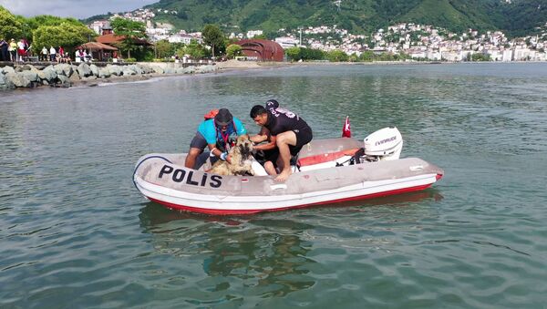 Triatlon yarışmasında denize atlayan köpek - Sputnik Türkiye