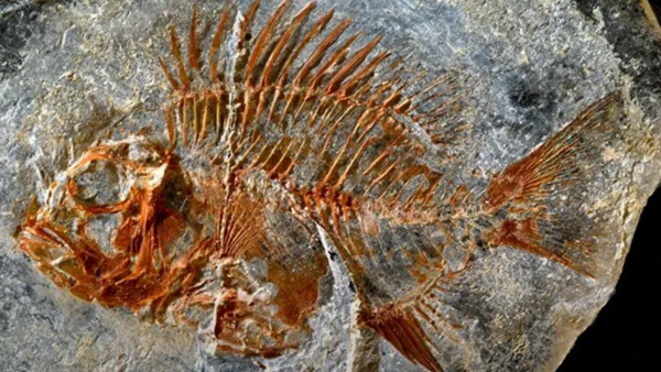 Meksika'da 95 milyon yıllık balık fosili bulundu - Sputnik Türkiye