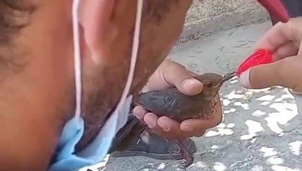 Pendik’te temizlik görevlisi sıcaktan bayılan kuşu, suyla ayılttı - Sputnik Türkiye