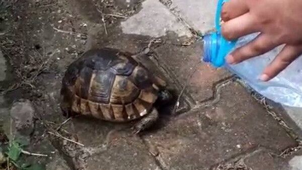 Ölmek üzere olan kaplumbağaya can suyu - Sputnik Türkiye
