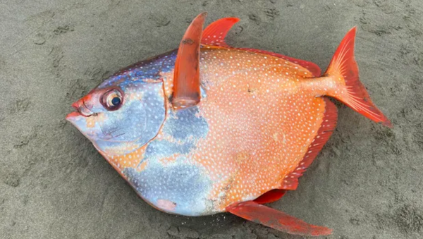 ABD'de 'dev nadir Opah balığı' görüldü - Sputnik Türkiye