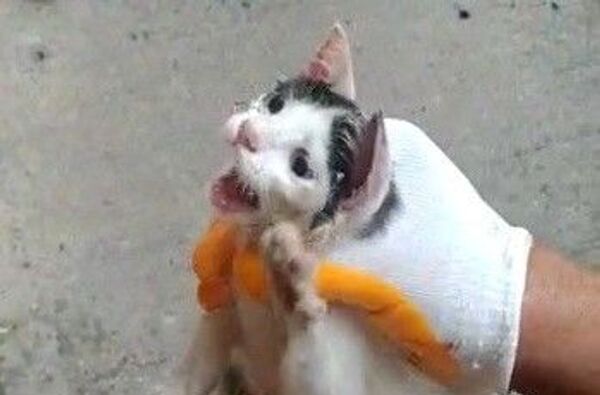 Osmaniye’de kafası cam kavanoza sıkışan yavru kediyi itfaiye ekipleri kurtardı - Sputnik Türkiye