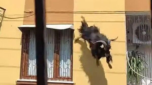 çatıdan düşen keçi - Sputnik Türkiye