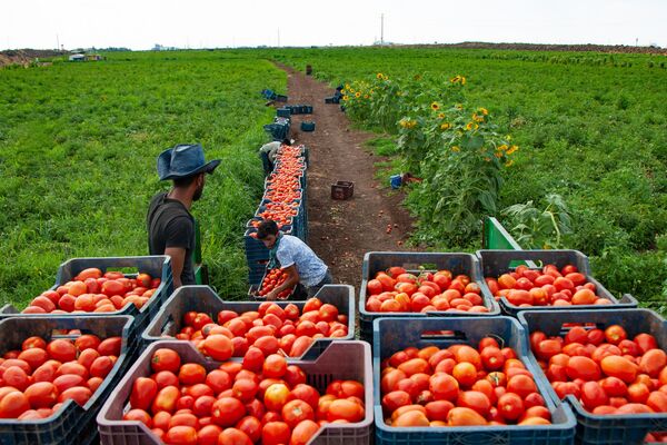 Kasalara doldurulan domatesler daha sonra traktörlerle sergi için kurulan alana taşınıyor. - Sputnik Türkiye