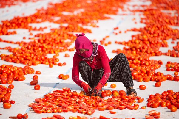 Hazırlanan alana getirilen domatesler, buradaki işçiler tarafında bıçakla ikiye ayrılıyor. - Sputnik Türkiye