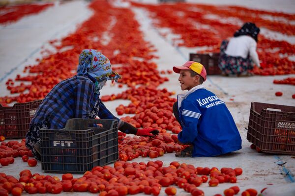 Kasalarda ezilen veya bozuk olan domatesler işçiler tarafından ayıklanıyor. - Sputnik Türkiye