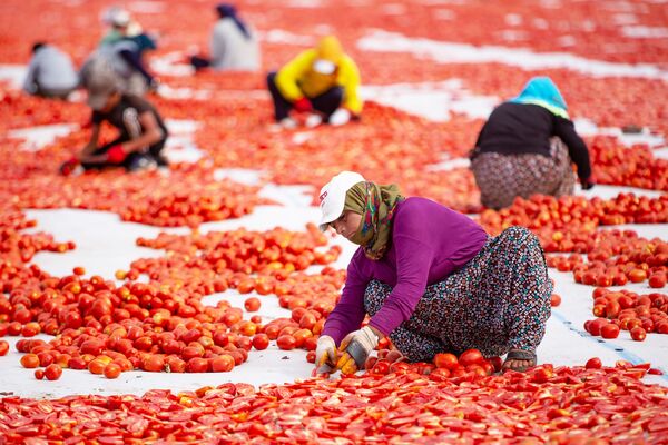 Tüm domatesler kesildikten sonra işlem tamamlanıyor.
 - Sputnik Türkiye