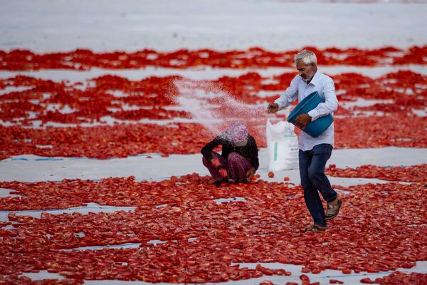 Serilen domatesler, bir işçi tarafından tuzlanıyor.
 - Sputnik Türkiye