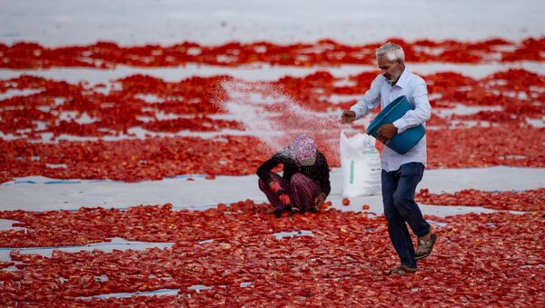 Serilen domatesler, bir işçi tarafından tuzlanıyor. - Sputnik Türkiye