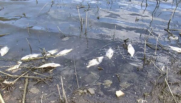 Alibeyköy Barajı'nda onlarca ölü balık kıyıya vurdu - Sputnik Türkiye