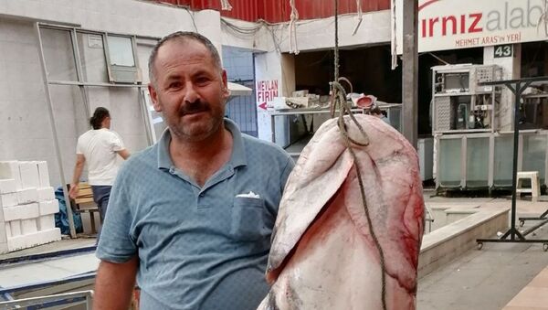 Kahramanmaraş’ta 2 metrelik yayın balığı - Sputnik Türkiye
