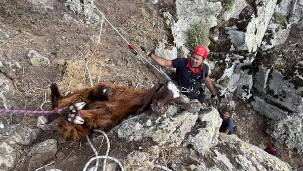 Dağlık alanda 10 gündür mahsur kalan keçiler kurtarıldı  - Sputnik Türkiye