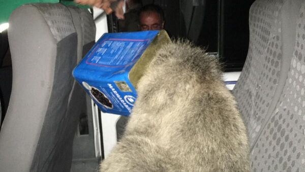 Kafası teneke kutuya sıkışan yavru ayı, Ağrı - Sputnik Türkiye