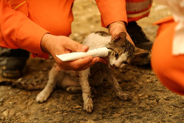 Gönüllüler, yangında yaralanan kedinin tedavisini yapıyor - Sputnik Türkiye