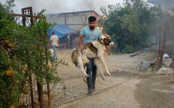 Antalya'nın Manavgat ilçesindeki orman yangını sırasında yaralanan hayvanların tedavisi için gönüllü veterinerler harekete geçti. - Sputnik Türkiye